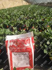 大量元素水溶肥哪家好,当然选以色列海法  进口水溶肥  水溶肥代理