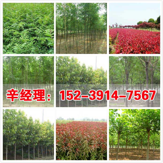 应城供应大叶女贞/桃树苗基地  出售桃树苗  供应桃树苗