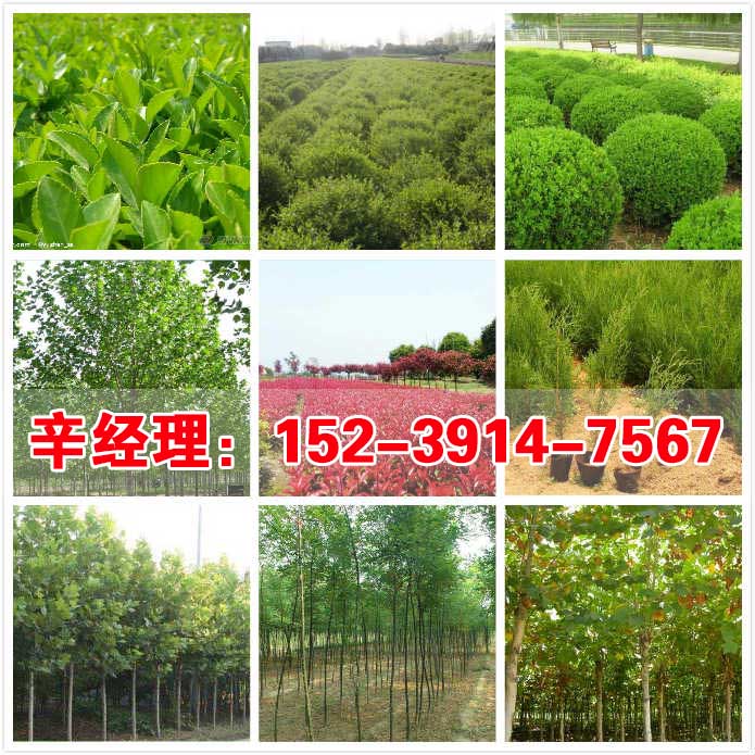 运城直销柿树苗/红叶碧桃基地报价  出售红叶碧桃  供应红叶碧桃