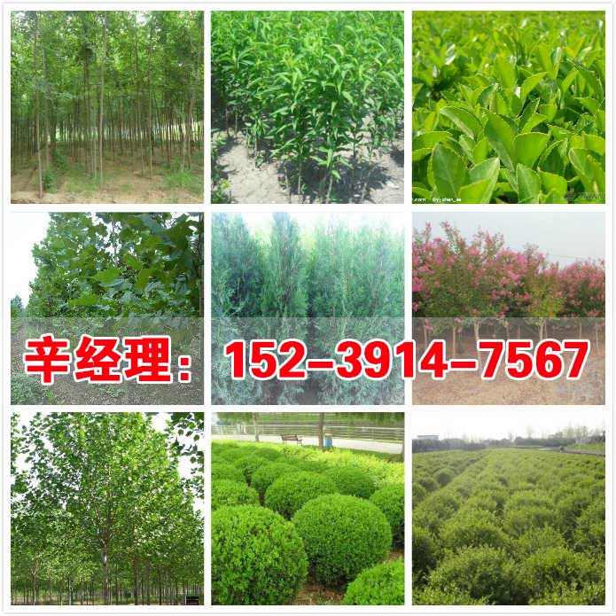 定州供应香花槐/北栾苗圃价格  出售香花槐