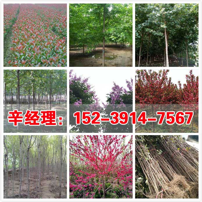湖北直销桃树苗/苹果树苗今日价格  出售苹果树苗  供应苹果树苗