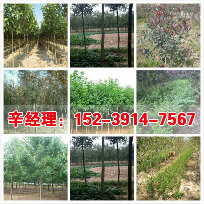 辉县出售苹果树苗/桃树苗苗圃价格  供应苹果树苗