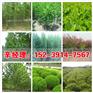 定州供应香花槐/北栾苗圃价格