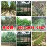 辉县出售苹果树苗/桃树苗苗圃价格