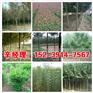 涿州直销柿树苗/红叶李基地