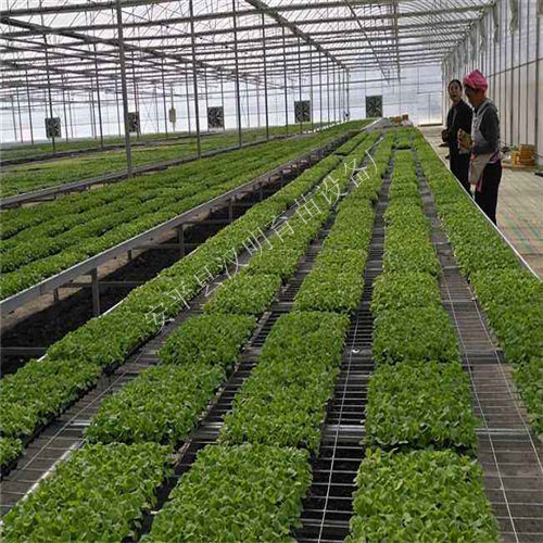 供应热镀锌网 片温室大棚专用苗床网片 规格齐全  热镀锌网厂家  热镀锌网片厂  热镀锌网片哪家好