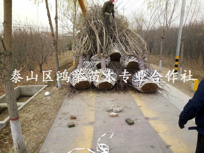 泰安14公分樱花-泰安15公分樱花-泰安16公分樱花 泰安樱花