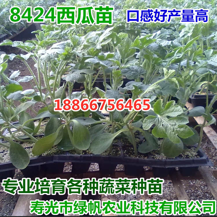 嫁接 直播8424西瓜苗 甜王西瓜苗子 嫁接西瓜苗 麒麟瓜  嫁接8424西瓜苗  直根西瓜苗