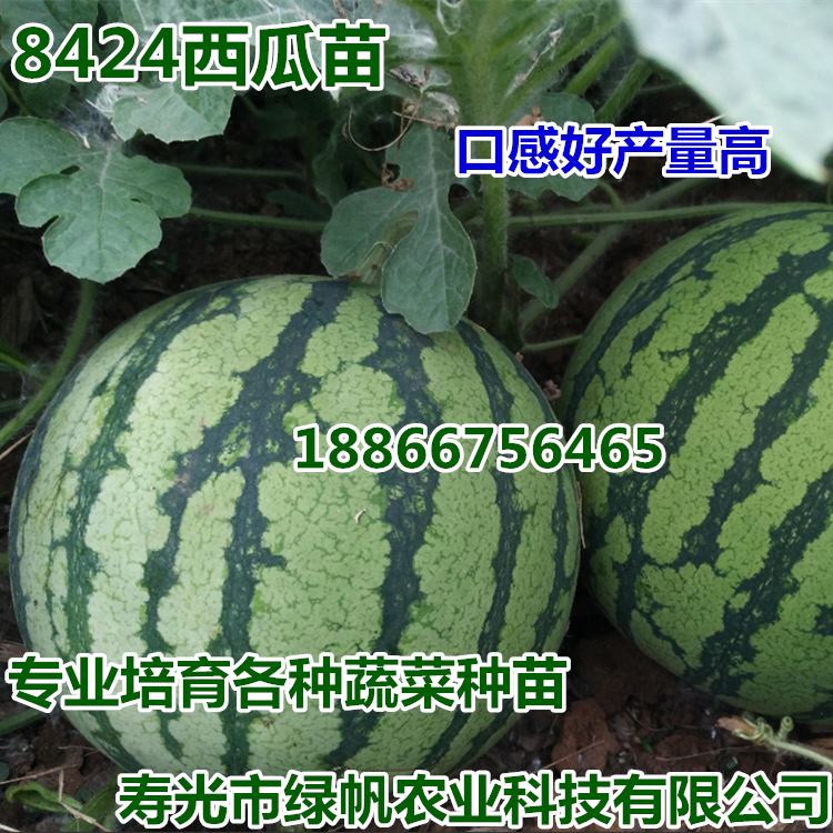 嫁接 直播8424西瓜苗 甜王西瓜苗子 嫁接西瓜苗 麒麟瓜  嫁接8424西瓜苗  直根西瓜苗