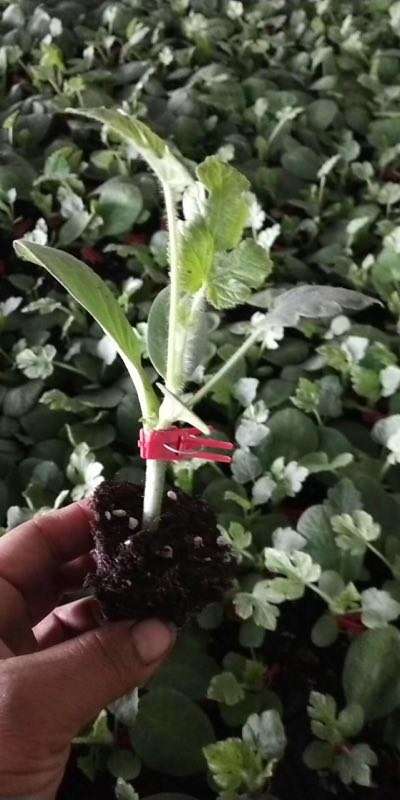 嫁接 直播8424西瓜苗 甜王西瓜苗子 嫁接西瓜苗 麒麟瓜  嫁接8424西瓜苗  直根西瓜苗