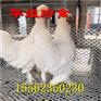 出售元宝鸡 观赏鸡 元宝鸡苗