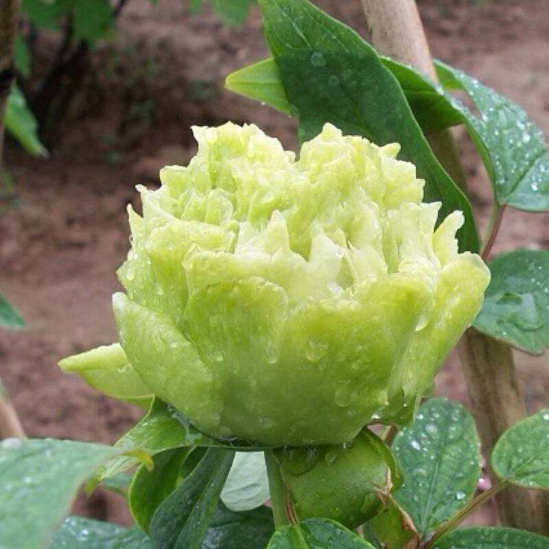 盆栽牡丹苗价位&nbsp;&nbsp;菏泽牡丹
