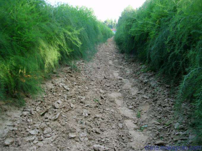 芦笋苗的价格  芦笋种子  芦笋价格