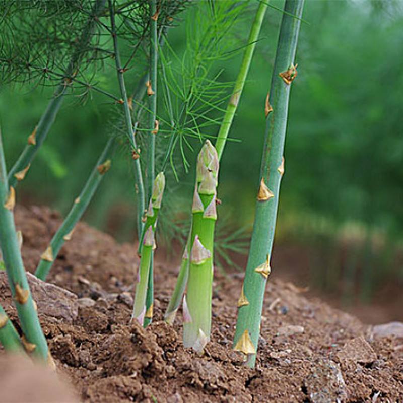 芦笋苗的价格  芦笋种子  芦笋价格