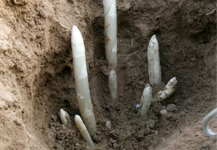 种植芦笋的季节  芦笋苗  芦笋种苗  芦笋价格