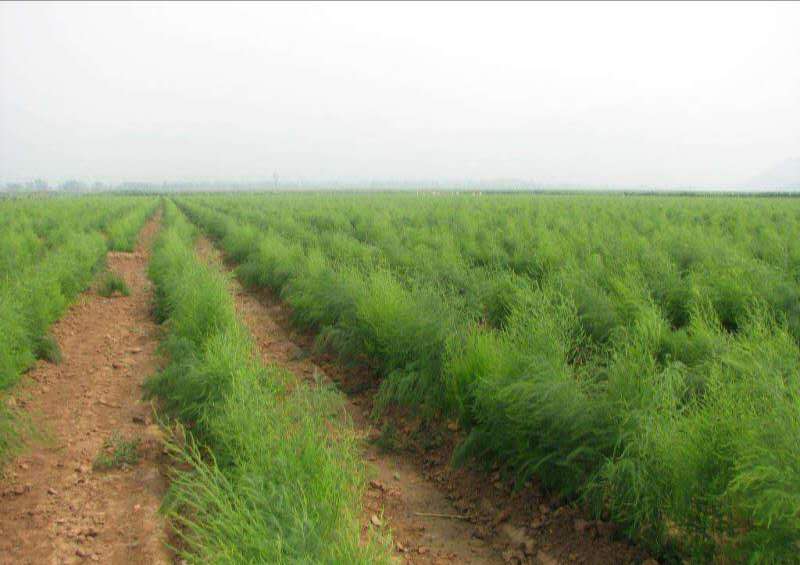种植芦笋应该选择什么环境  芦笋种植  芦笋价格  芦笋的市场