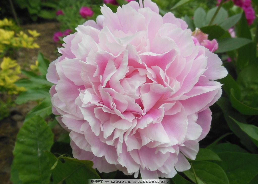 进口芦笋苗的价格  芦笋价格  芦笋市场价