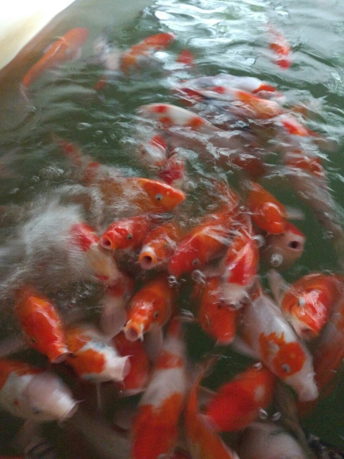 常德游乐设备厂家张家界室内游乐场设备湘西吃奶鱼池