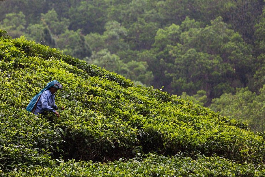 进口茶叶需要哪些资质  进口茶叶报关