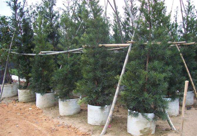 种植户选择使用无纺布育苗袋是什么原因  美植袋  植树袋  移植袋