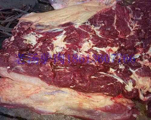 供应马肉马肋条带皮马肋条  鲜马肉