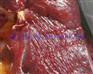 供应蒙古草原放养活马现场宰杀鲜马肉生马肉