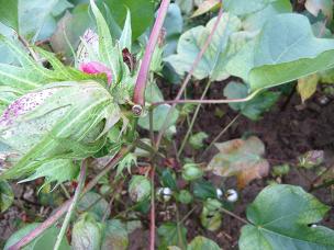 高产棉花种子冀棉169  高产棉种