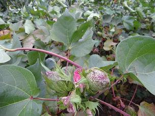 高产棉种高产棉花种子鲁棉研29