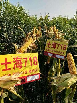 正规玉米品种高产玉米新品种士海718  正规玉米种子