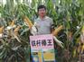 大棒玉米品种抗旱玉米种子铁杆棒王 大棒玉米品种抗旱玉米种子铁杆棒王