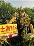正规玉米品种高产玉米新品种士海718