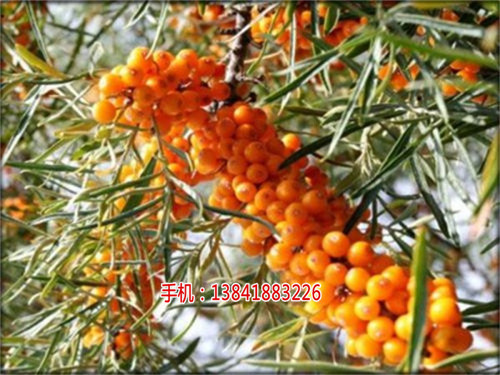 供应出售大果沙棘大苗_大果沙棘苗木报价  厂家价格