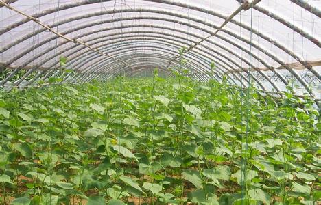 青州蔬菜温室大棚|山东高质量的蔬菜温室大&nbsp;&nbsp;蔬菜温室大棚搭建