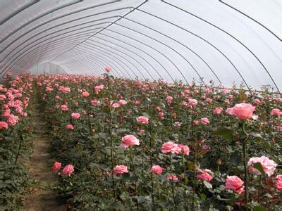 花卉温室建造_富尔农业科技供应可信赖的花 花卉温室大棚建造