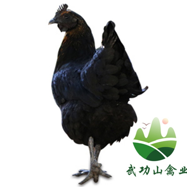 南昌五黑一绿绿壳蛋鸡苗普安县批发山鸡苗