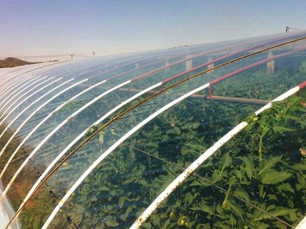 长寿消雾流滴膜_潍坊质量好的消雾流滴膜哪