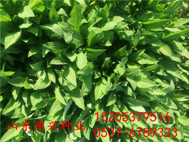 重庆江北区绿化草坪种子种什么草