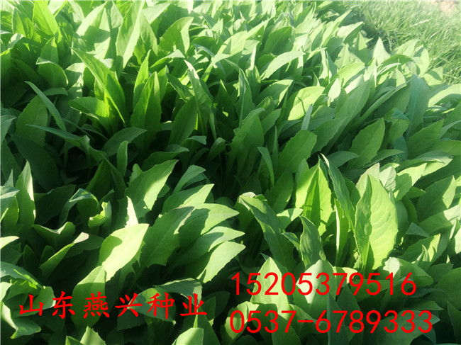 高速公路边上的边坡适合狗牙根草种子