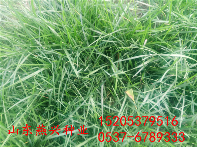 广安市那有绿化护坡草种子卖