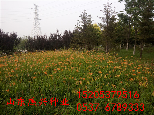 福建福州市边坡绿化常用灌木