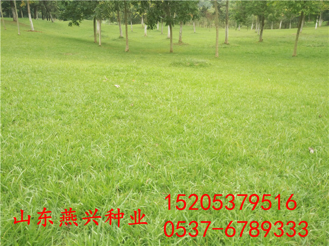 果洛州狗牙根多少钱一斤