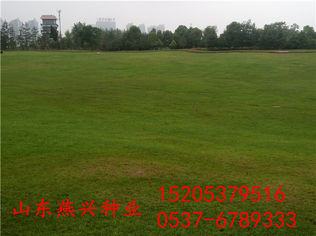 重庆江北区绿化草坪种子种什么草
