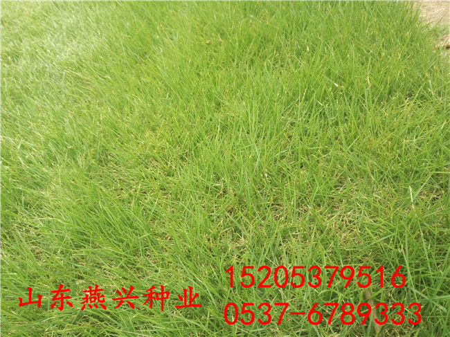 广安市那有绿化护坡草种子卖