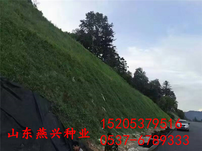 重庆江北区绿化草坪种子种什么草