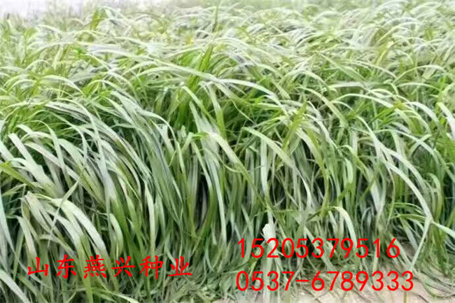 现在护坡草种子品种价格多少钱