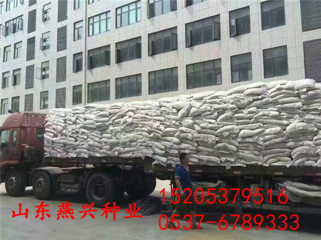 宜昌市高速公路护坡草种子多少钱一斤