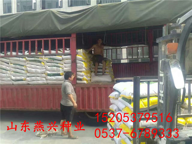 现在护坡草种子品种价格多少钱