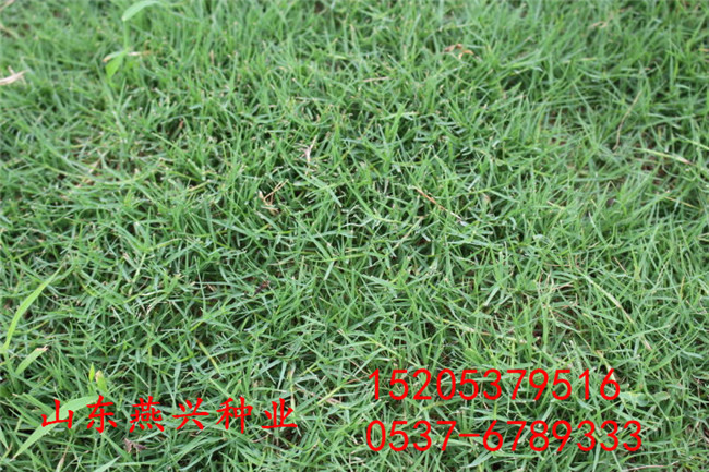 广东阳江市绿化草坪种子怎么种植