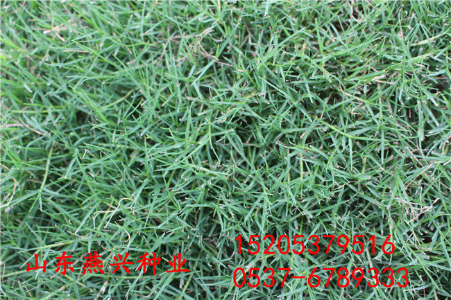安顺市护坡高羊茅多少钱一斤