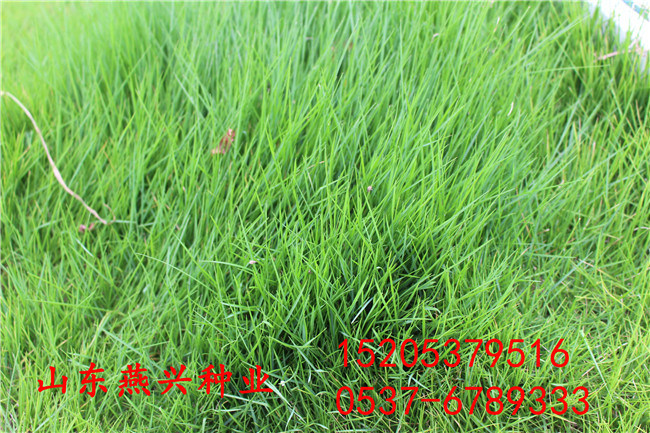 广安市那有绿化护坡草种子卖